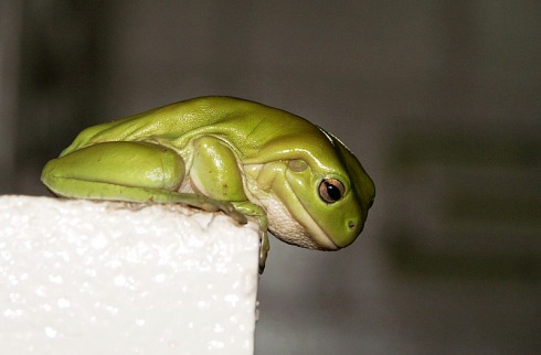 A Green Frog watching life pass by